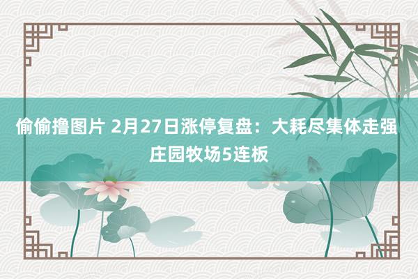 偷偷撸图片 2月27日涨停复盘：大耗尽集体走强 庄园牧场5连板